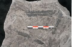 Foto (Detailansicht) von Neuropteris sp.  (NHMW-GEO-2024-0188-10693)